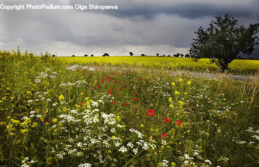 Field, Grass, Grassland, Meadow, Outdoors, Pasture, Land