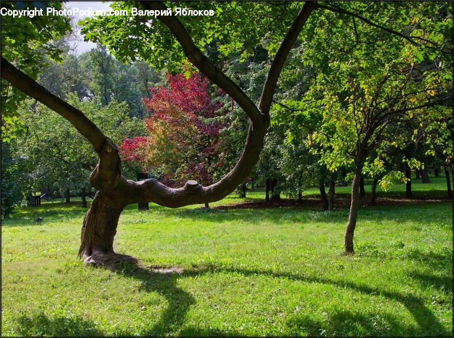 Plant, Tree, Oak, Wood, Conifer, Fir, Park