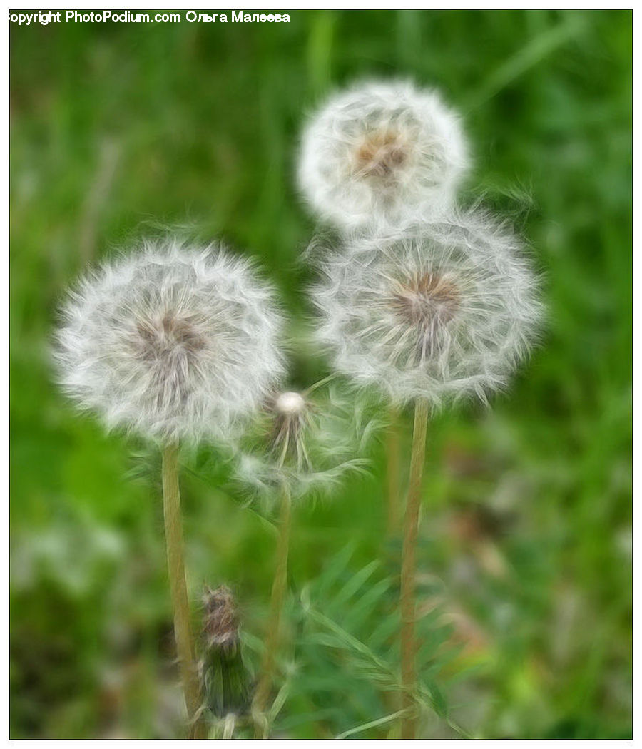 Dandelion, Flower, Plant, Blossom, Flora