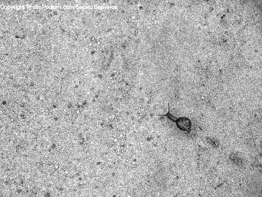 Outdoors, Sand, Soil, Ant, Insect, Invertebrate, Asphalt