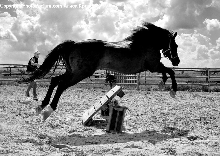 People, Person, Human, Bench, Animal, Horse, Mammal