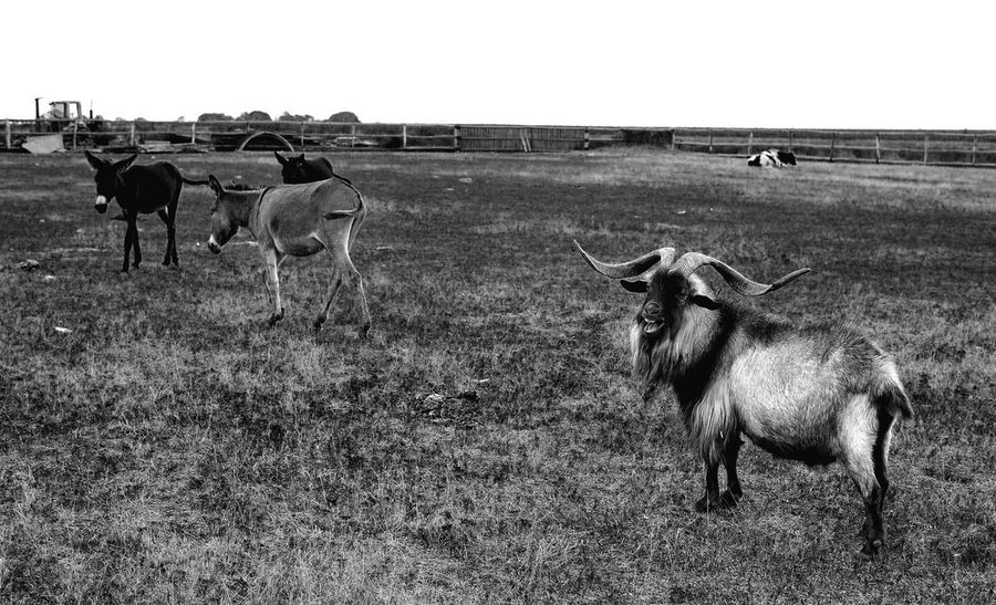 Animal, Donkey, Goat, Mammal, Mountain Goat, Cattle, Countryside
