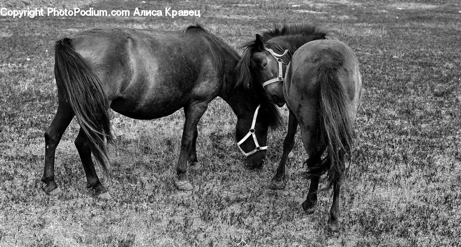 Animal, Horse, Mammal, Stallion, Colt Horse, Foal