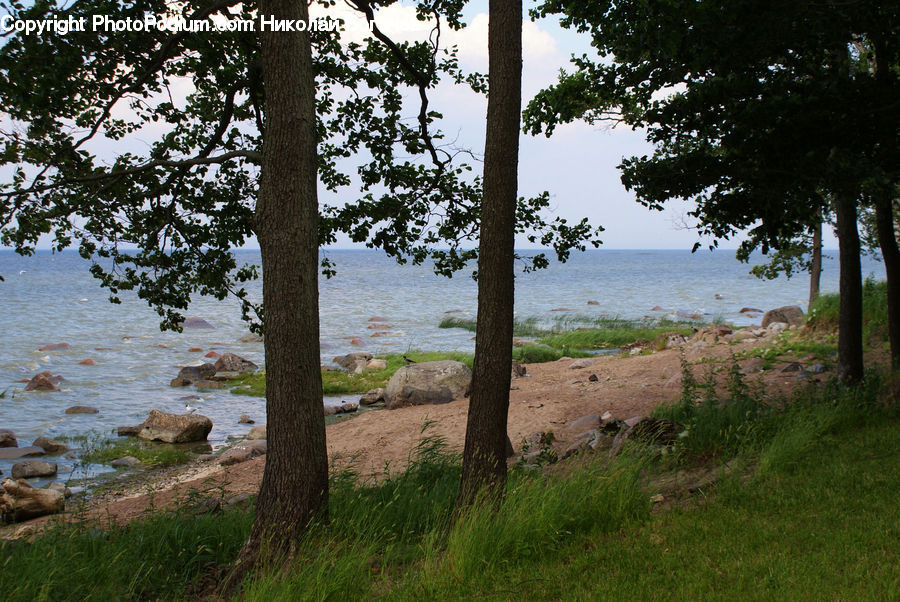 Grassland, Mound, Conifer, Fir, Plant, Tree, Landscape