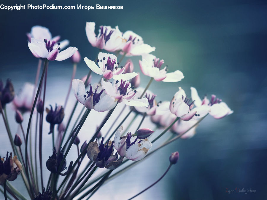 Blossom, Flora, Flower, Plant, Geranium, Cherry Blossom, Lilac