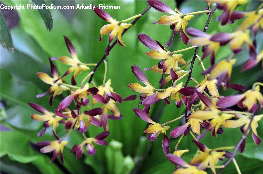 Aquilegia, Blossom, Flora, Flower, Plant, Lily, Orchid