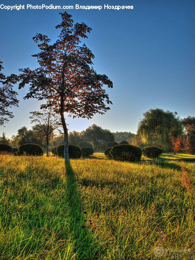 Field, Grass, Grassland, Land, Outdoors, Plant, Meadow