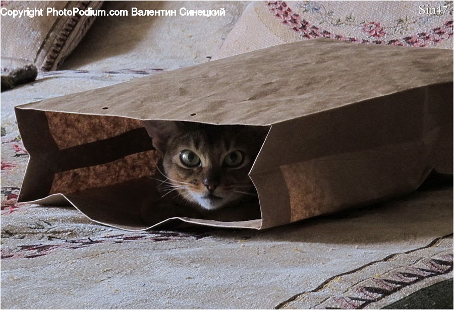 Bag, Coffee Table, Furniture, Table, Abyssinian, Animal, Cat