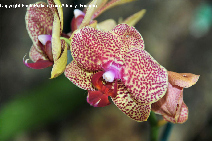 Blossom, Flora, Flower, Plant, Orchid, Fruit, Bud