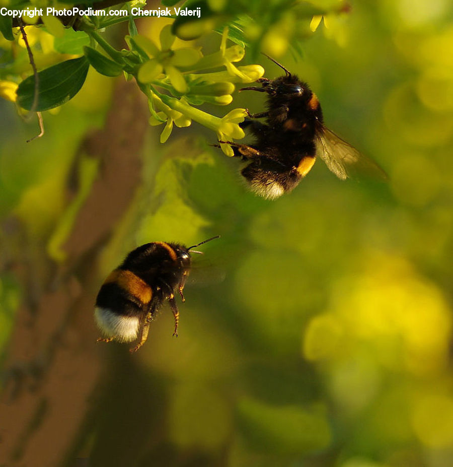 Apidae, Bee, Bumblebee, Insect, Andrena, Honey Bee, Invertebrate