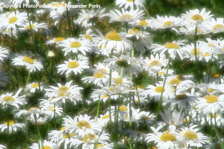 Daisies, Daisy, Flower, Plant, Asteraceae, Blossom, Flora