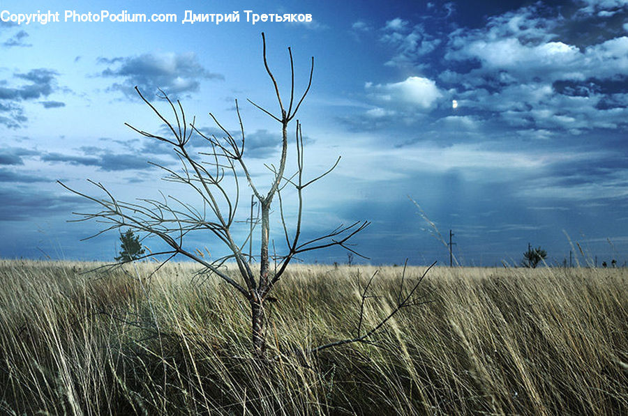 Field, Grass, Grassland, Plant, Land, Outdoors, Grain