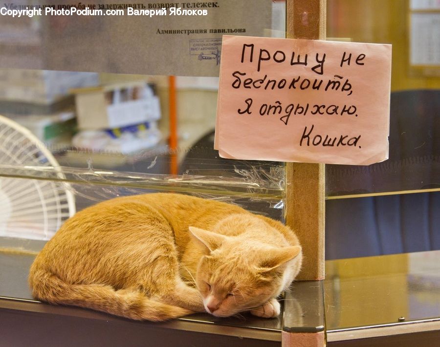 Abyssinian, Animal, Cat, Mammal, Pet, Bowl, Cup