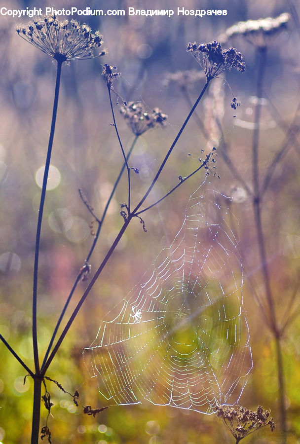 Arachnid, Argiope, Garden Spider, Insect, Spider, Invertebrate, Field