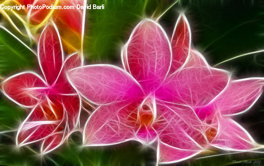 Light, Plasma, Blossom, Flora, Flower, Geranium, Plant