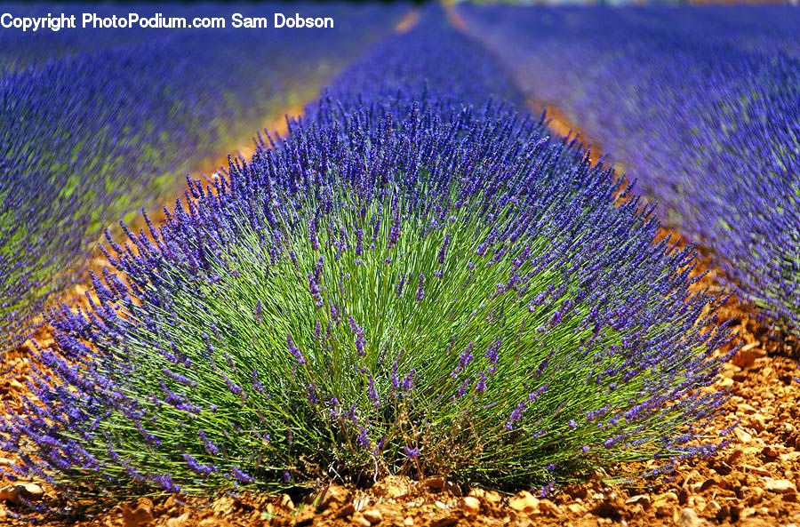 Lavender, Plant, Blossom, Crocus, Flora, Flower, Lupin