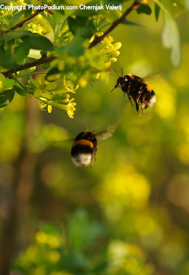 Bee, Insect, Invertebrate, Andrena, Apidae, Bumblebee, Honey Bee