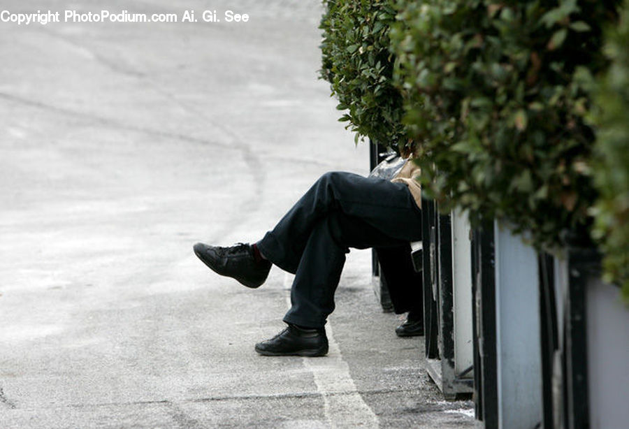 Plant, Potted Plant, People, Person, Human, Bench, Fence