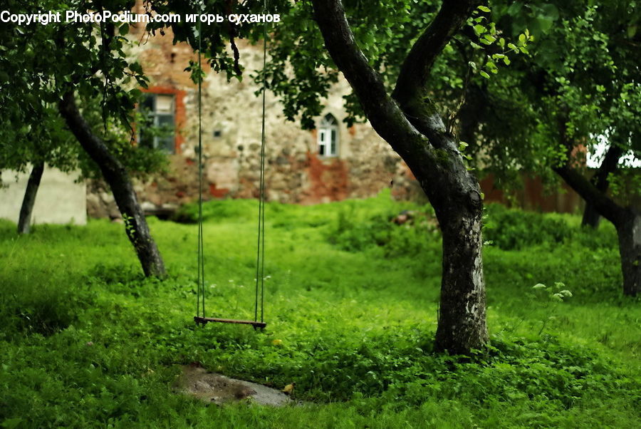 Plant, Potted Plant, Oak, Tree, Wood, Park, Forest
