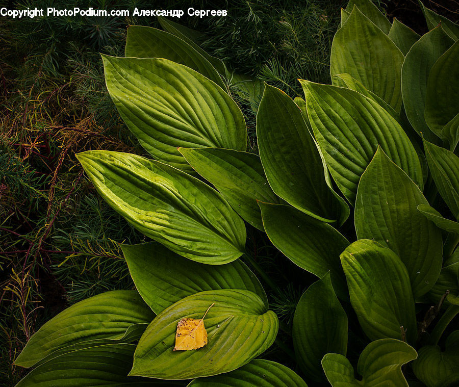 Plant, Leaf, Fern, Arecaceae, Palm Tree, Tree, Blossom