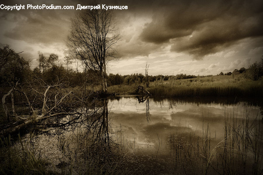 Flood, Land, Marsh, Pond, Swamp, Water, Field