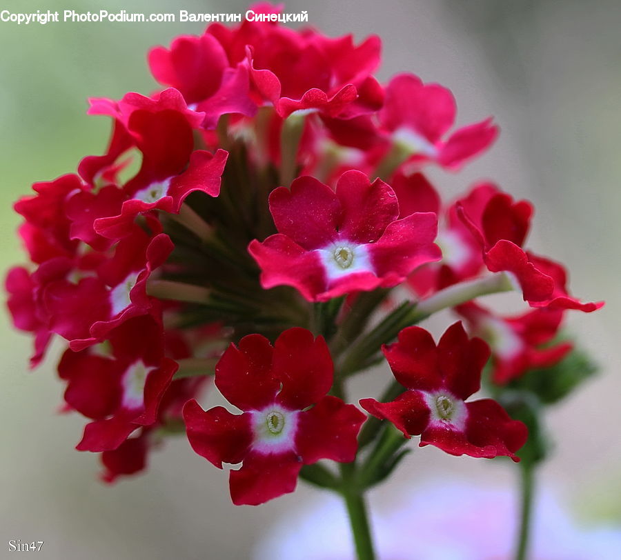 Blossom, Flora, Flower, Geranium, Plant, Petal, Carnation