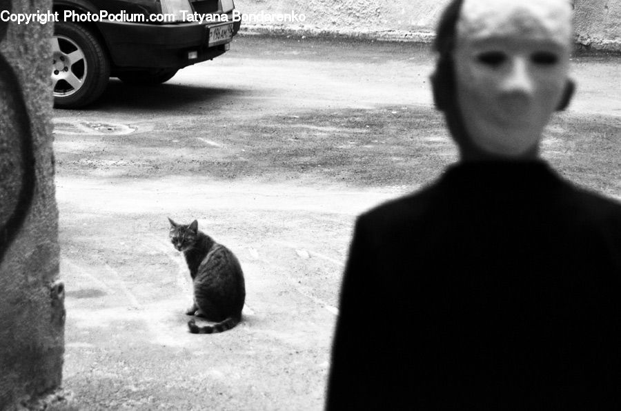 People, Person, Human, Animal, Cat, Mammal, Pet