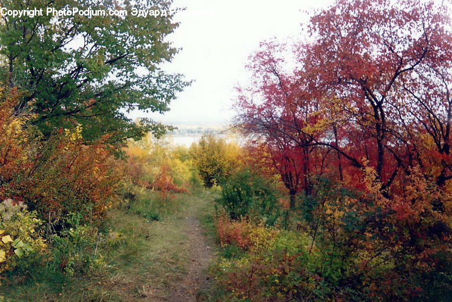 Dirt Road, Gravel, Road, Maple, Tree, Wood, Oak