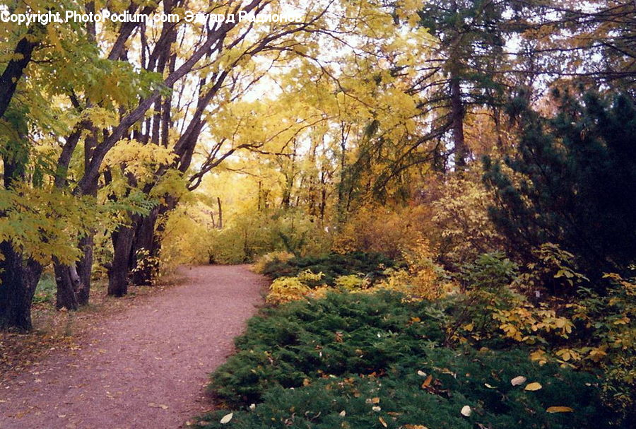 Plant, Potted Plant, Path, Road, Walkway, Dirt Road, Gravel