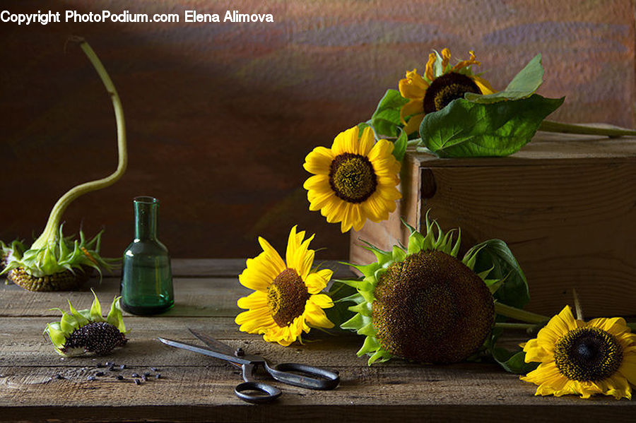 Blossom, Flora, Flower, Plant, Sunflower, Flower Arrangement, Ikebana