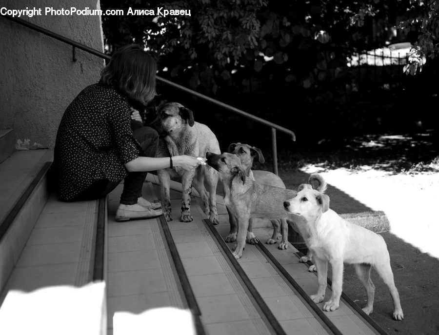 People, Person, Human, Animal, Canine, Dog, Mammal