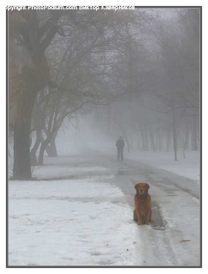 Blizzard, Outdoors, Snow, Weather, Winter