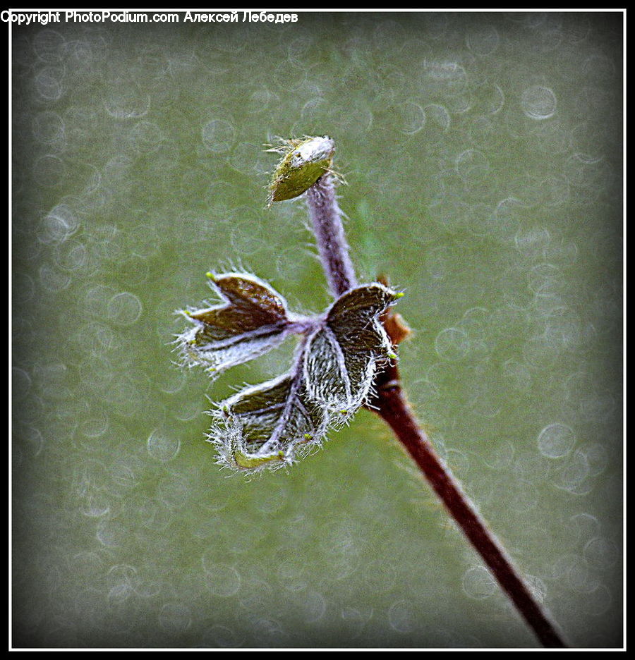 Arachnid, Garden Spider, Insect, Invertebrate, Spider, Blossom, Flora