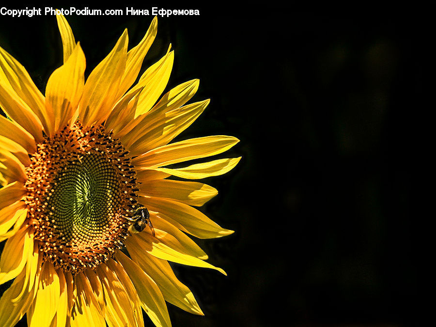Blossom, Flora, Flower, Plant, Sunflower, Daisies, Daisy