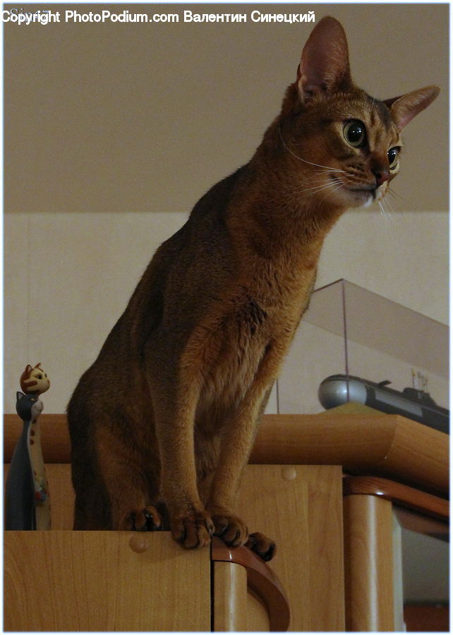 Abyssinian, Animal, Cat, Mammal, Pet