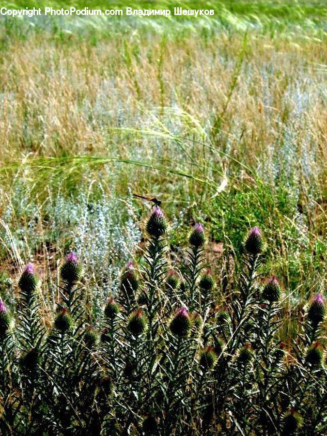 Bird, Grouse, Blossom, Flora, Flower, Plant, Thistle