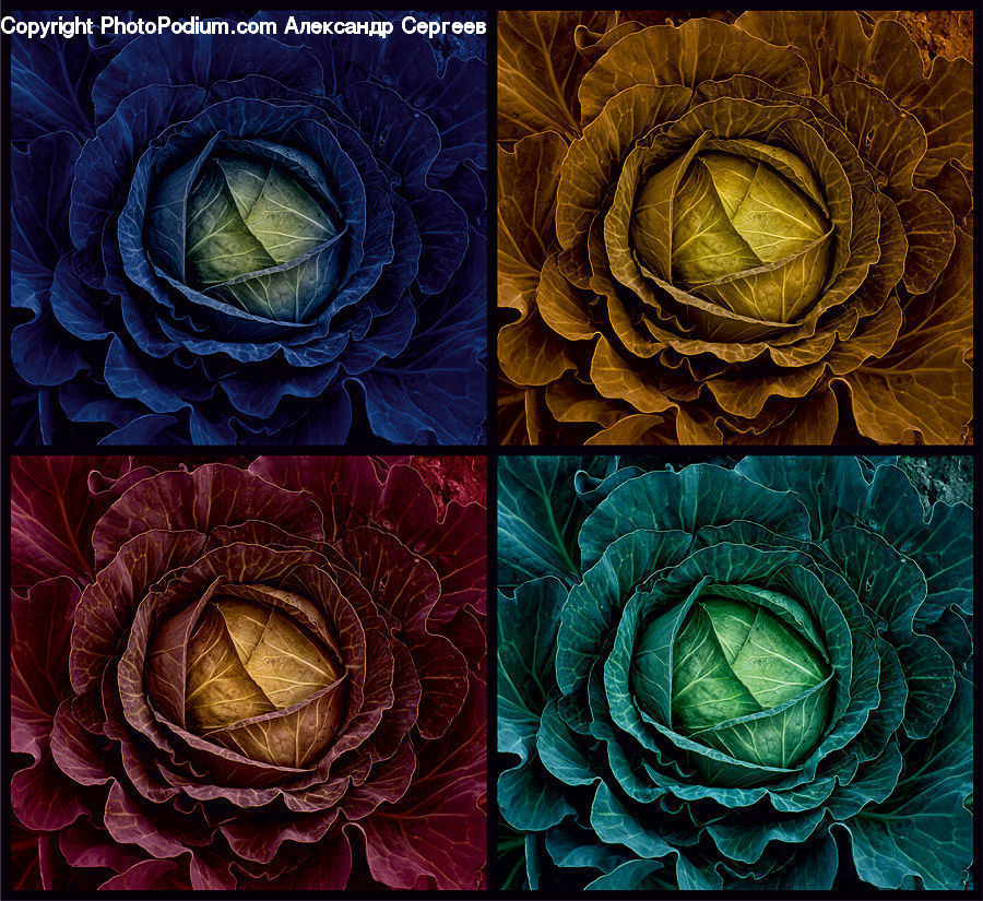 Cabbage, Produce, Vegetable, Art, Modern Art, Fractal, Dye