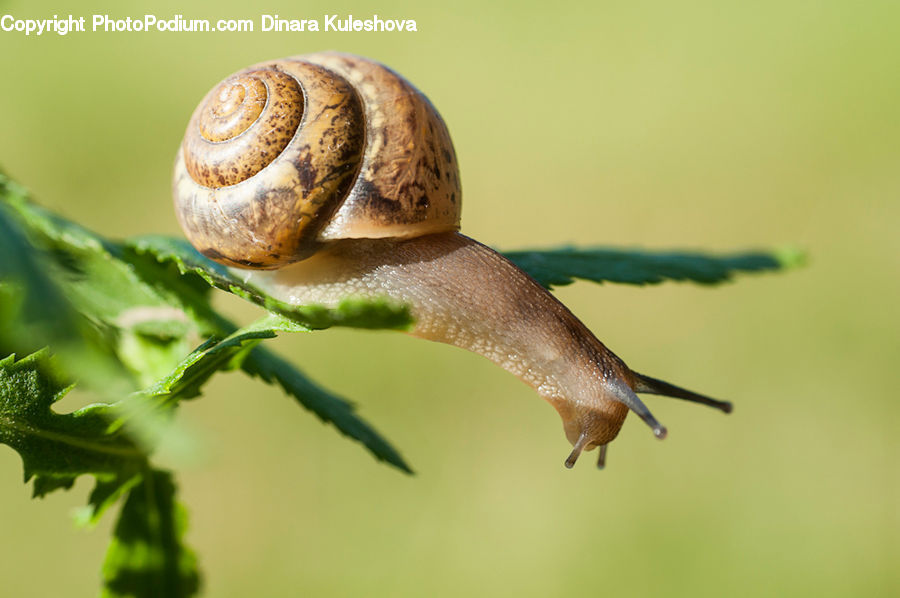 Invertebrate, Snail, Bird, Hummingbird, Bread, Bun, Food
