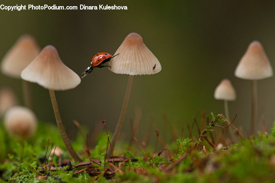 Moss, Plant, Agaric, Amanita, Fungus, Mushroom, Blossom