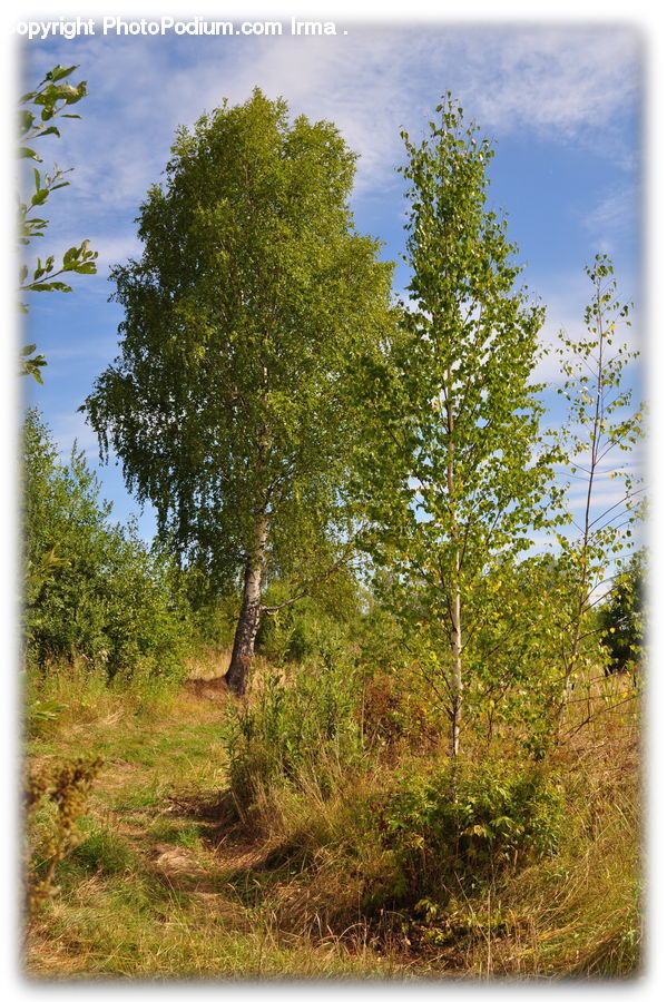Oak, Sycamore, Tree, Tree Trunk, Wood, Conifer, Fir