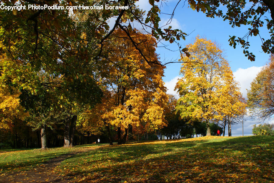 Conifer, Fir, Plant, Tree, Park, Forest, Grove