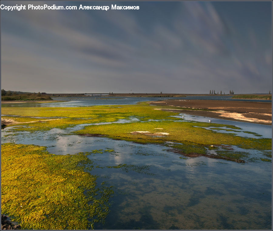 Algae, Land, Marsh, Pond, Swamp, Water, Field