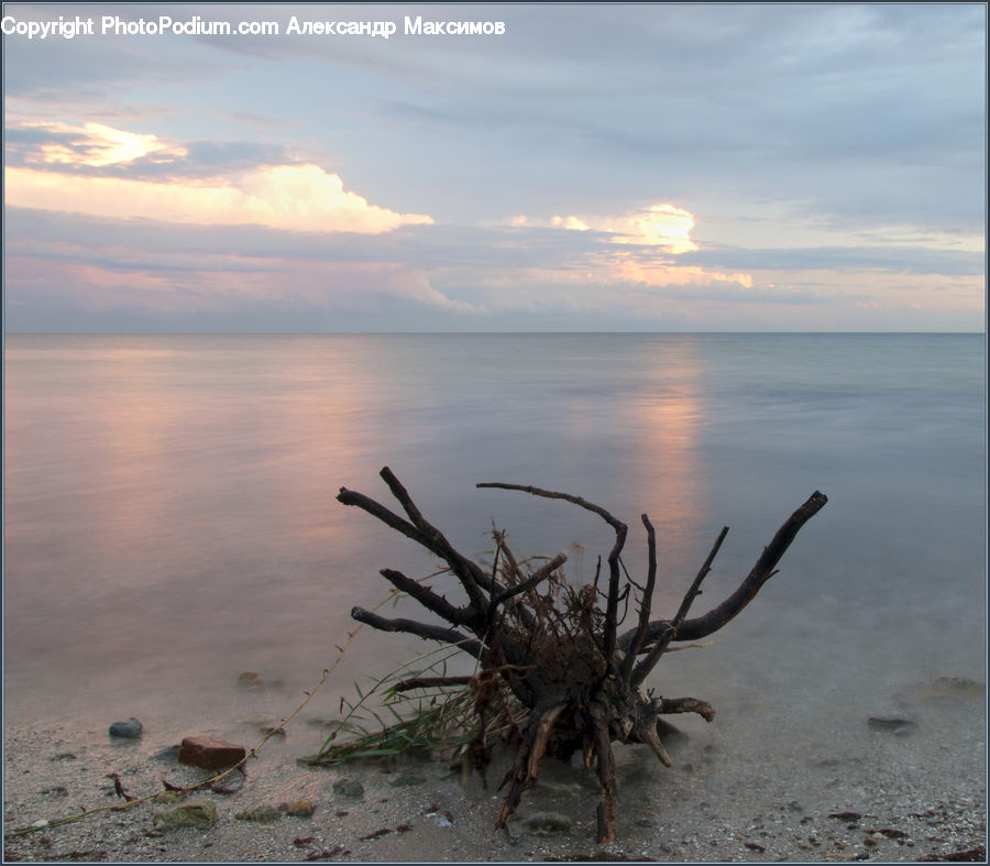 Beach, Coast, Outdoors, Sea, Water, Algae, Landscape