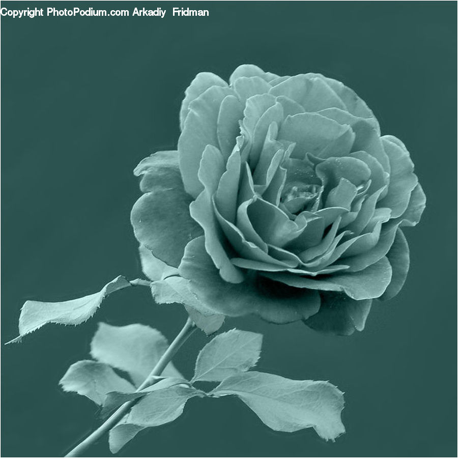 Blossom, Flower, Peony, Plant, Rose, Flora, Petal