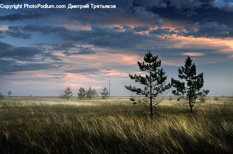 Field, Grass, Grassland, Land, Outdoors, Conifer, Fir