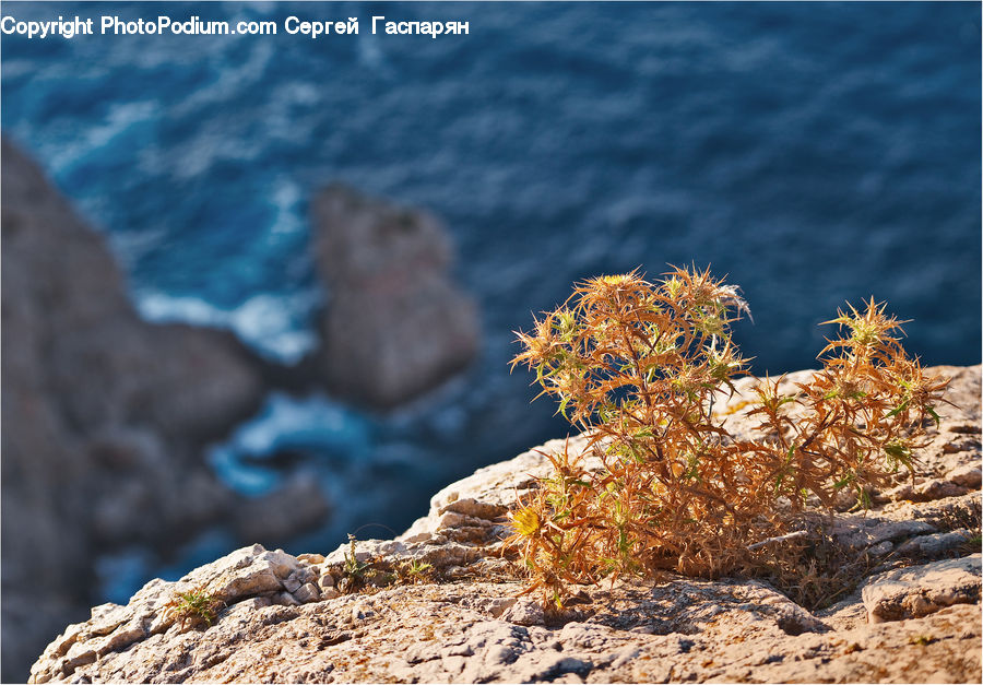 Plant, Weed, Bush, Vegetation, Conifer, Larch, Tree