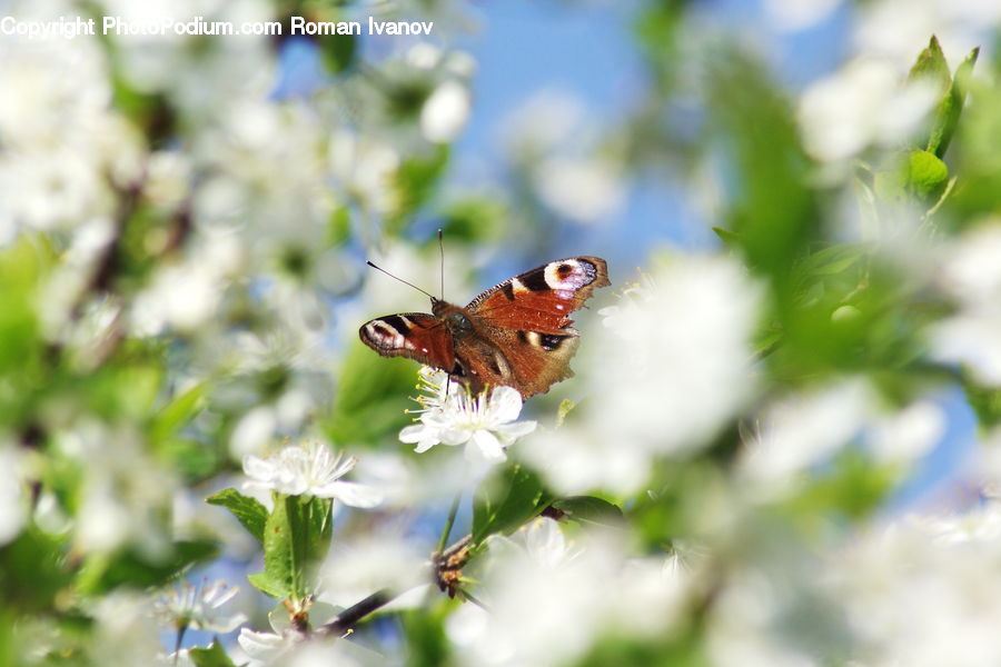 Butterfly, Insect, Invertebrate, Bee, Moth, Plant, Blossom