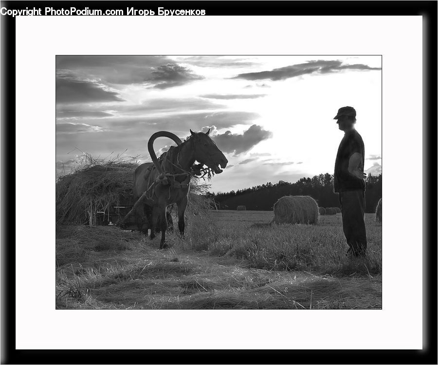 Animal, Horse, Mammal, Collage, Poster, Angus, Bull