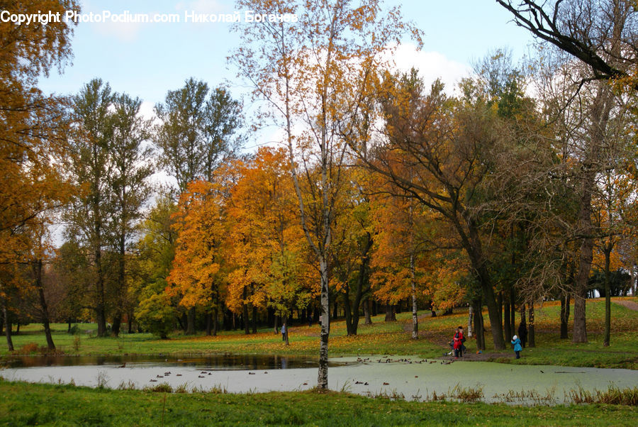Park, Birch, Tree, Wood, Conifer, Fir, Plant