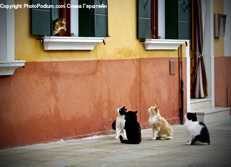 People, Person, Human, Brick, Animal, Cat, Mammal